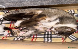 Domestic Shorthair cats for sale: 4 beautiful domestic shorthairs for sale  - Image 2
