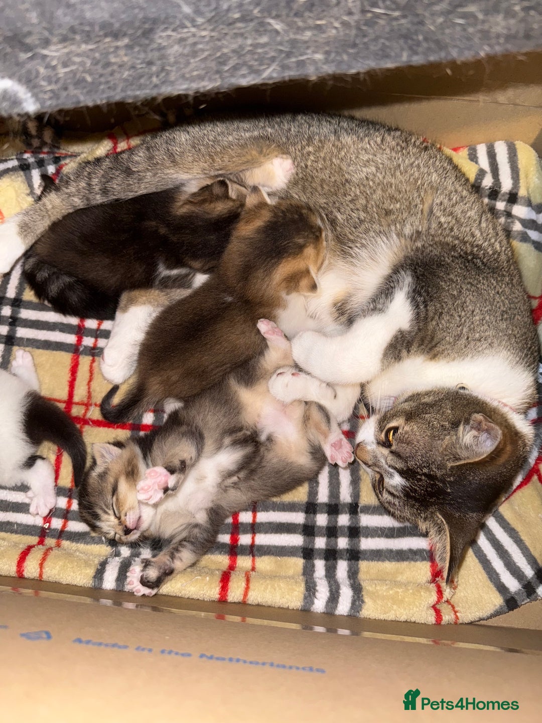 Domestic Shorthair cats for sale: 4 beautiful domestic shorthairs for sale  - Image 2