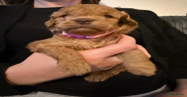 Cockapoo dogs - Advert 16