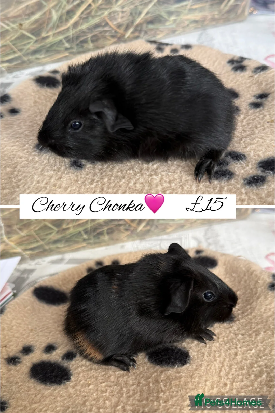 Guinea Pig rodents for sale: Pet guinea pigs  - Advert 12