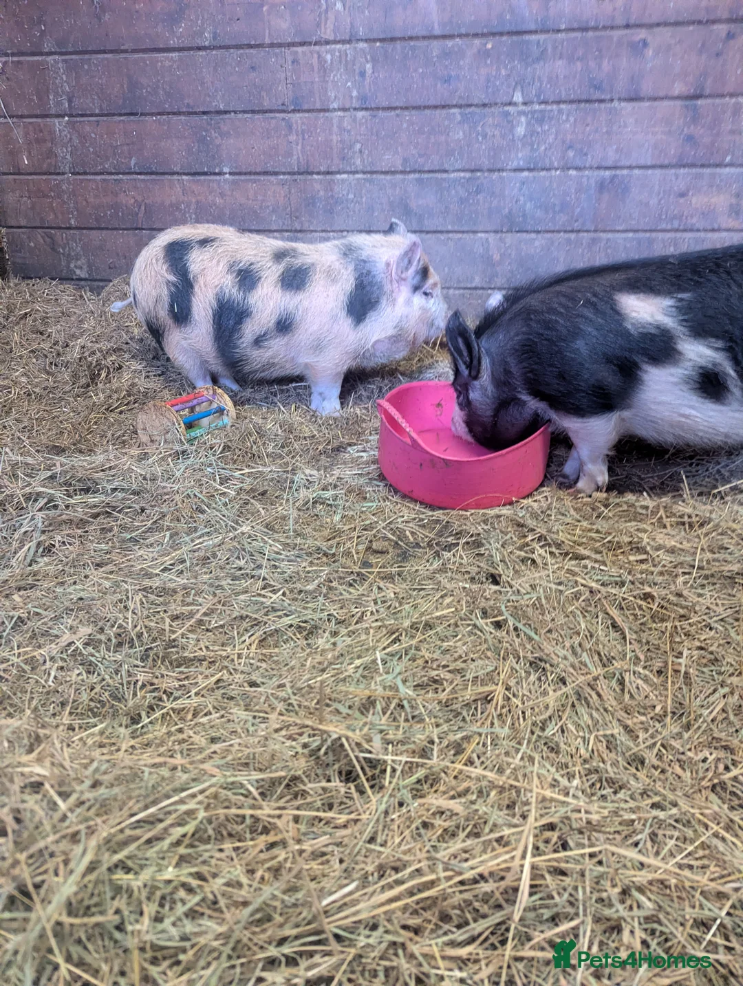 Pig livestock for sale: 2 female pigs looking for a new home - Advert 4