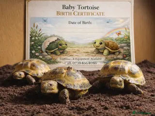 Tortoise reptiles Baby Horsfield Hatchlings & Set Ups (MARCH OFFER) - Advert 6