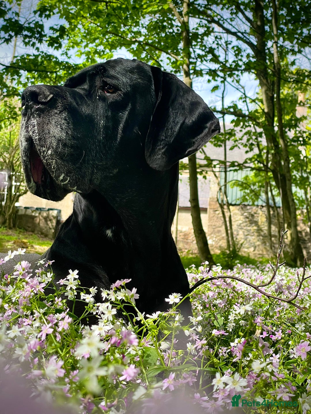 Great Dane dogs for stud: Free Stud BUT Will take a Puppy of Choice Instead in Huntly - Advert 3