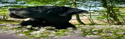 Great Dane dogs for stud: Free Stud BUT Will take a Puppy of Choice Instead in Huntly - Advert 3