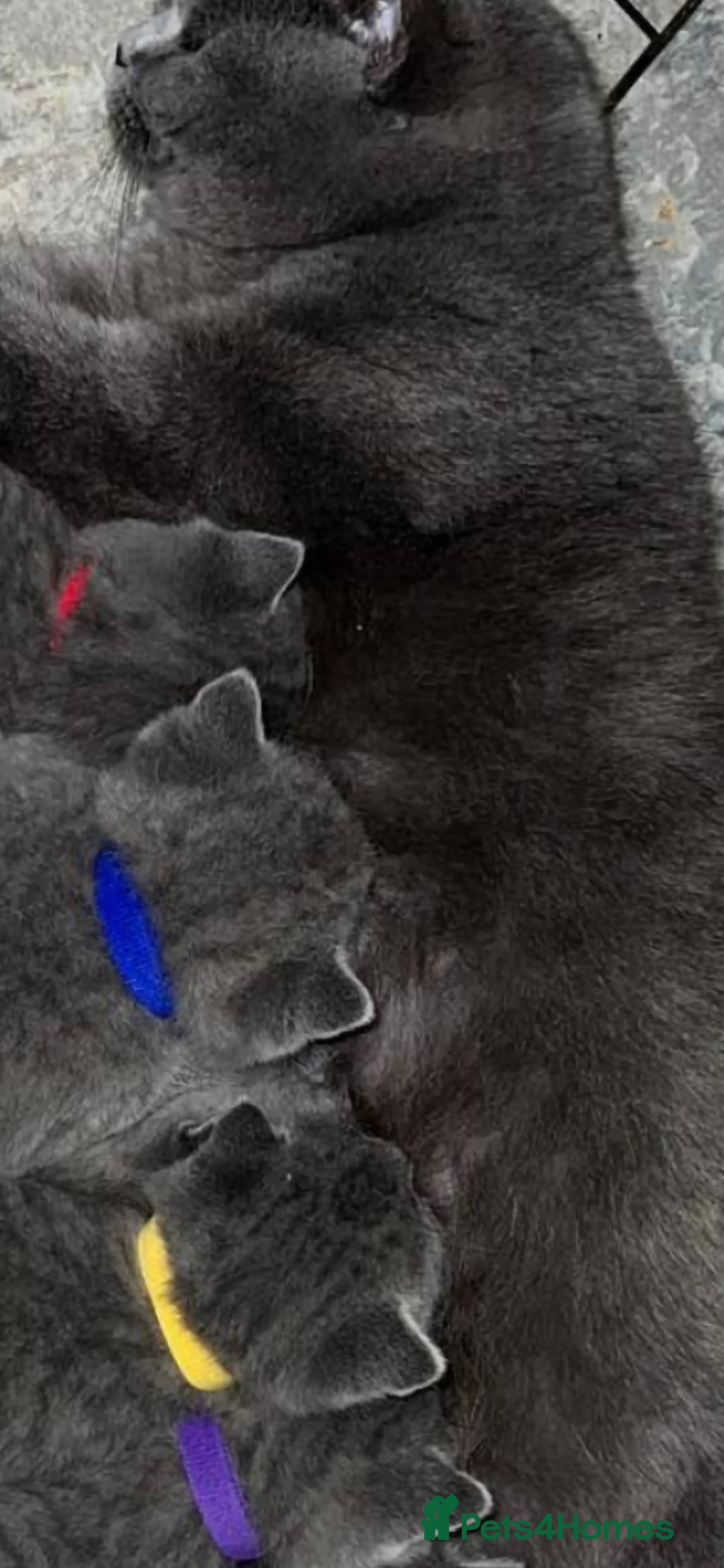 British Longhair cats for sale: Adorable British Shorthair Kittens  - Advert 7