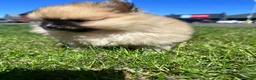 Pomeranian dogs for sale: Double Champion Lines Pomeranian KC Reg - Advert 4