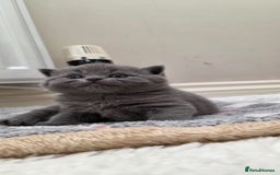 British Shorthair cats for sale: British Shorthair Blue Kittens - Image 19