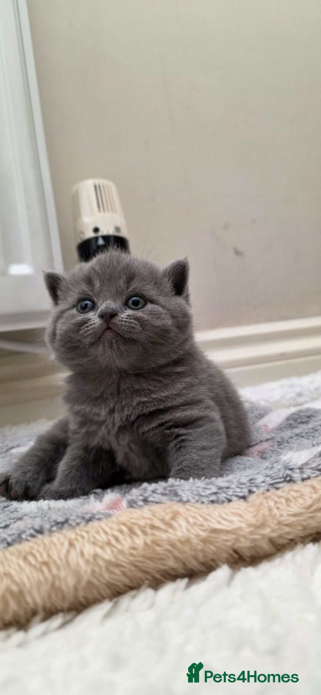 British Shorthair cats for sale: British Shorthair Blue Kittens - Image 19