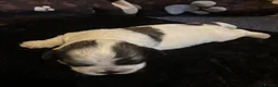 Zuchon dogs for sale: Zuchon puppies looking for forever home £650 in Brentwood - Advert 13