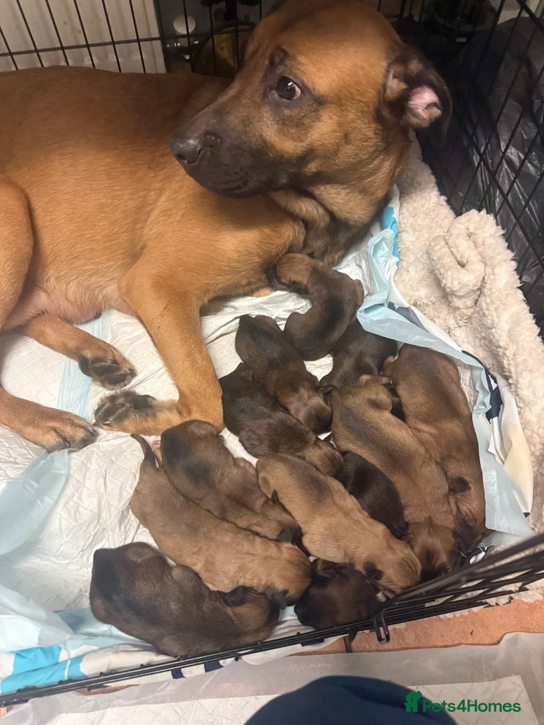 Mixed Breed dogs for sale: 10 puppy’s 6 boys 4 girls ready in 6 weeks  - Advert 14