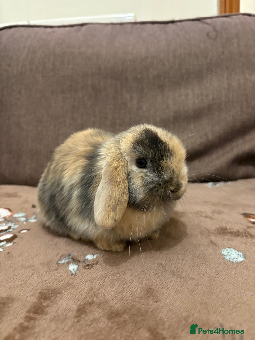 Mini Lop rabbits for sale: Bonded Mini Lop Harlequin Pair. Sold Together Only - Advert 1