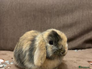Mini Lop rabbits Bonded Mini Lop Harlequin Pair. Sold Together Only - Advert 3