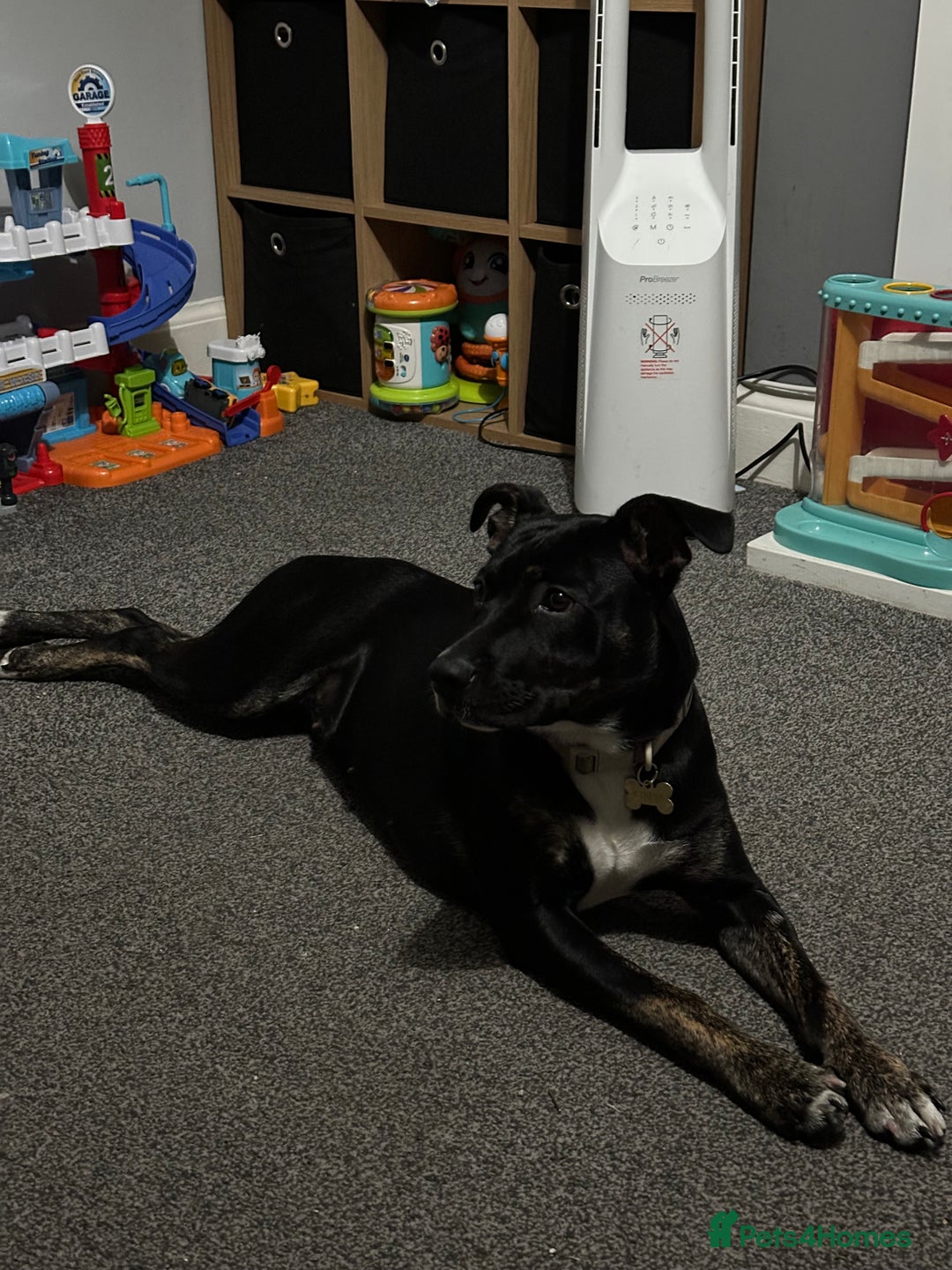 Mixed Breed dogs for sale: Staffy x cane corso pup - Image 1