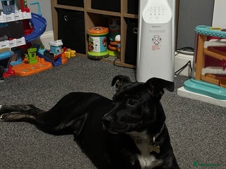 Mixed Breed dogs - Advert 11