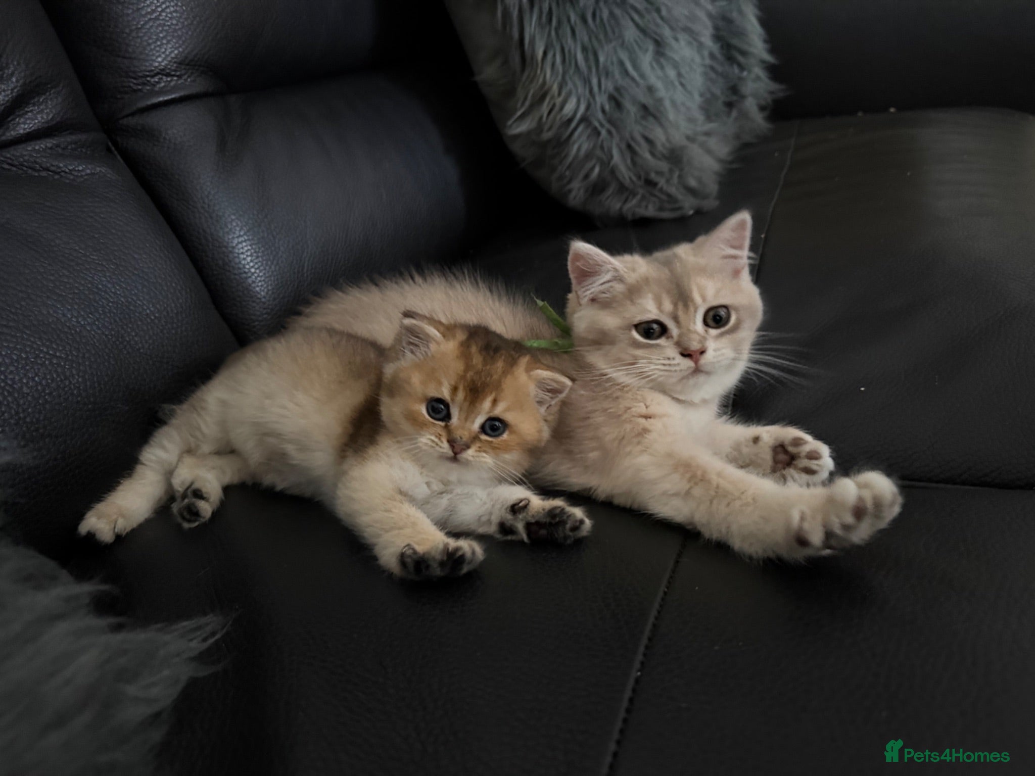 British Shorthair cats British Shorthair Black Golden (GCCF Pedigree) - Advert 2