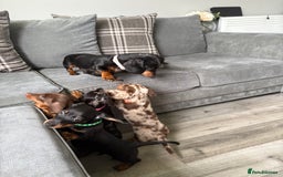Dachshund dogs for sale: Dachshund boy  - Image 5