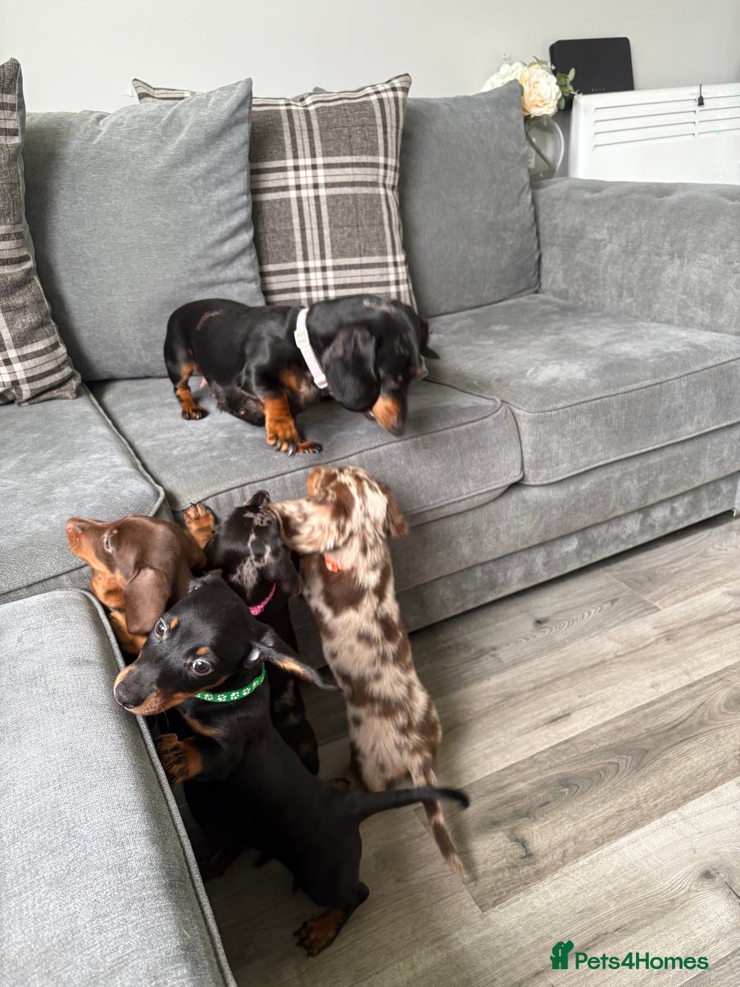 Dachshund dogs for sale: Dachshund boy  - Image 5