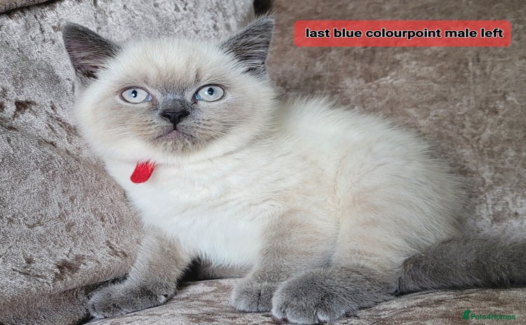 British Shorthair cats in Swansea - Advert 10