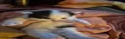 Mixed Breed cats for sale: Black and White Kitten - Ready for a New Home in Alton - Advert 8