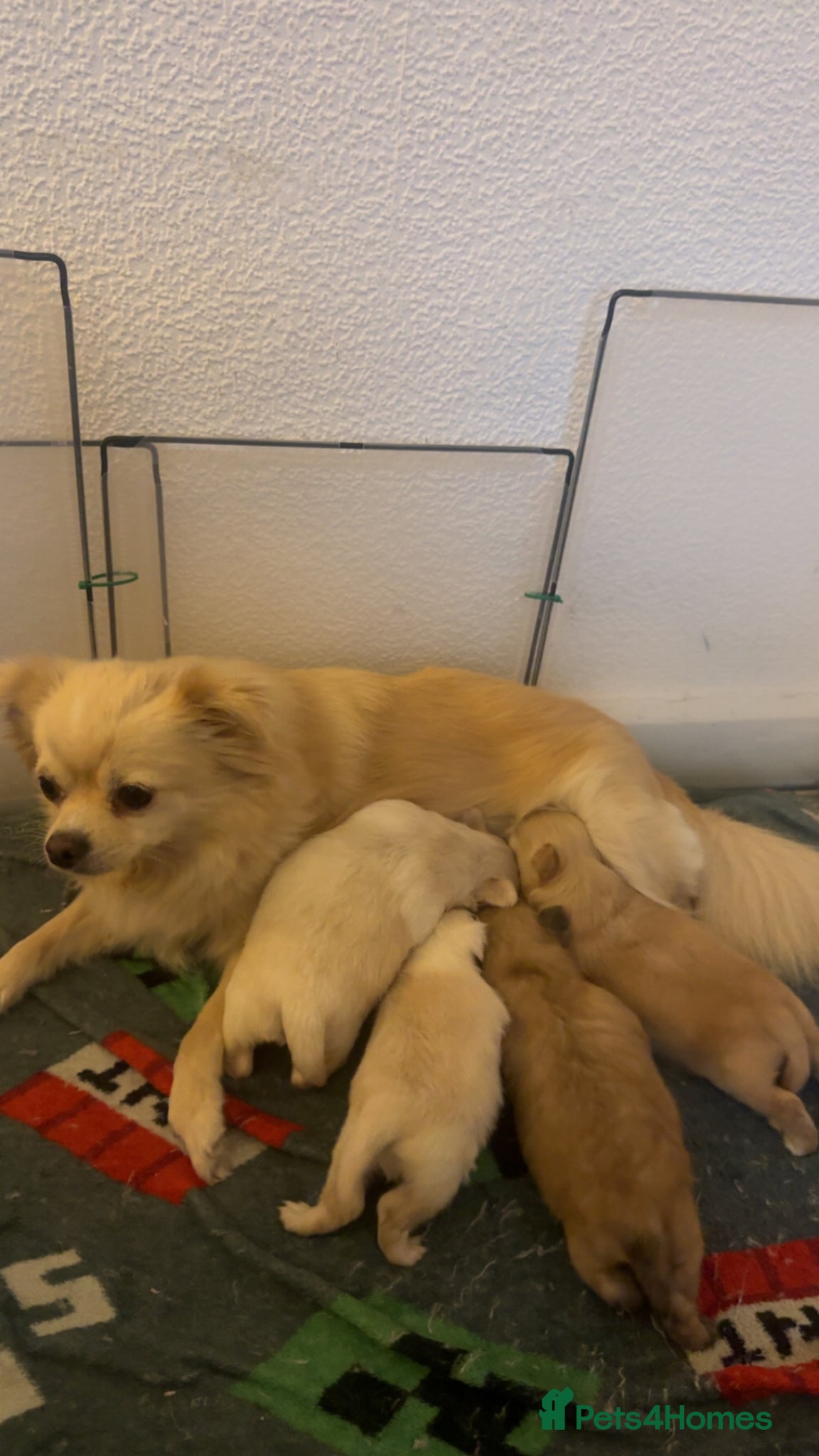 Mixed Breed dogs Puppies ready in couple weeks  - Advert 2