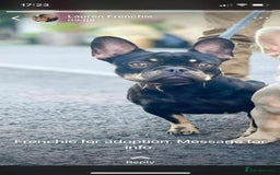 French Bulldog dogs for sale: Miss Cleo  - Image 3