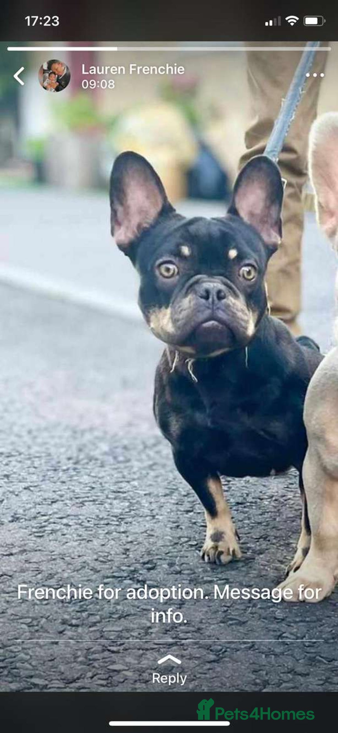 French Bulldog dogs for sale: Miss Cleo  - Image 3