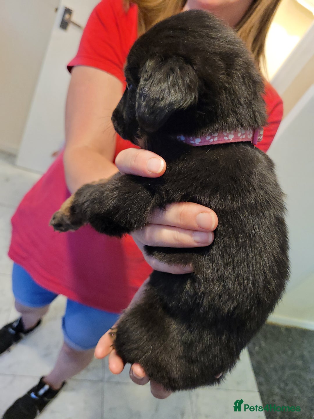 Mixed Breed dogs for sale: German Shepherd X Labrador  - Image 5