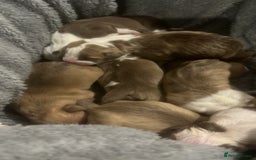 American Bull Staffy dogs for sale: 5 Girls 3 Boys American bull staffy pups  - Image 3
