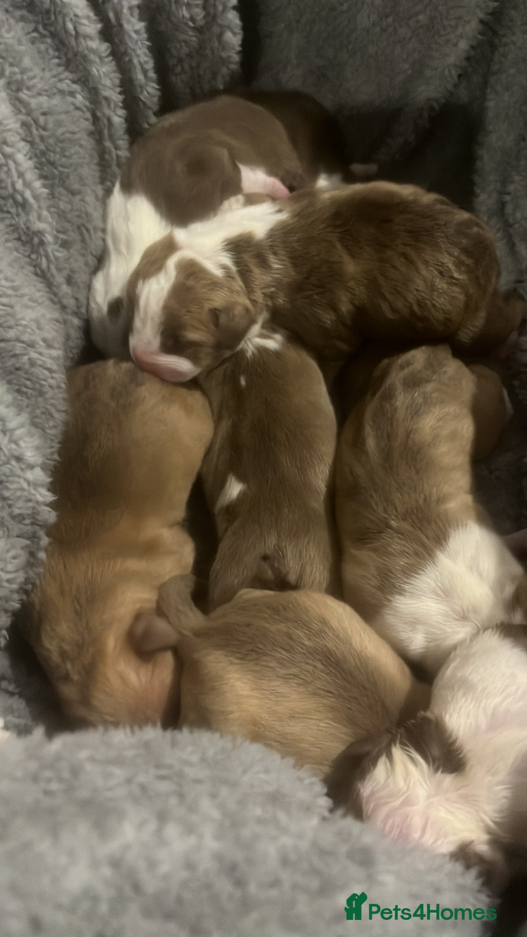 American Bull Staffy dogs for sale: 5 Girls 3 Boys American bull staffy pups  - Image 3