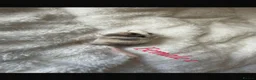 Mouse rodents for sale: Baby mice  - Advert 19