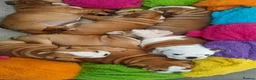 English Bulldog dogs for sale: KC registered  English Bulldog Puppies. - Advert 15