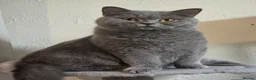 British Shorthair cats for sale: Beautiful Blue Active Queen – GCCF Registered - Advert 5