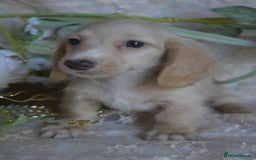 Miniature Dachshund dogs for sale: KC Long Coat Miniature Dachshund puppies - Image 1