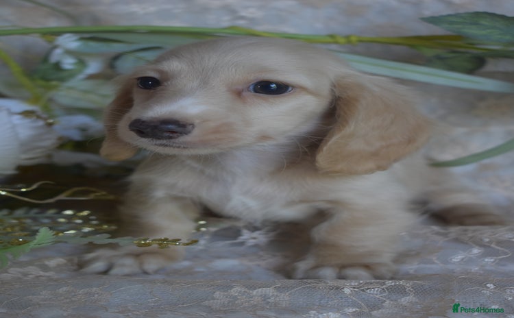 Miniature Dachshund dogs - Advert 16