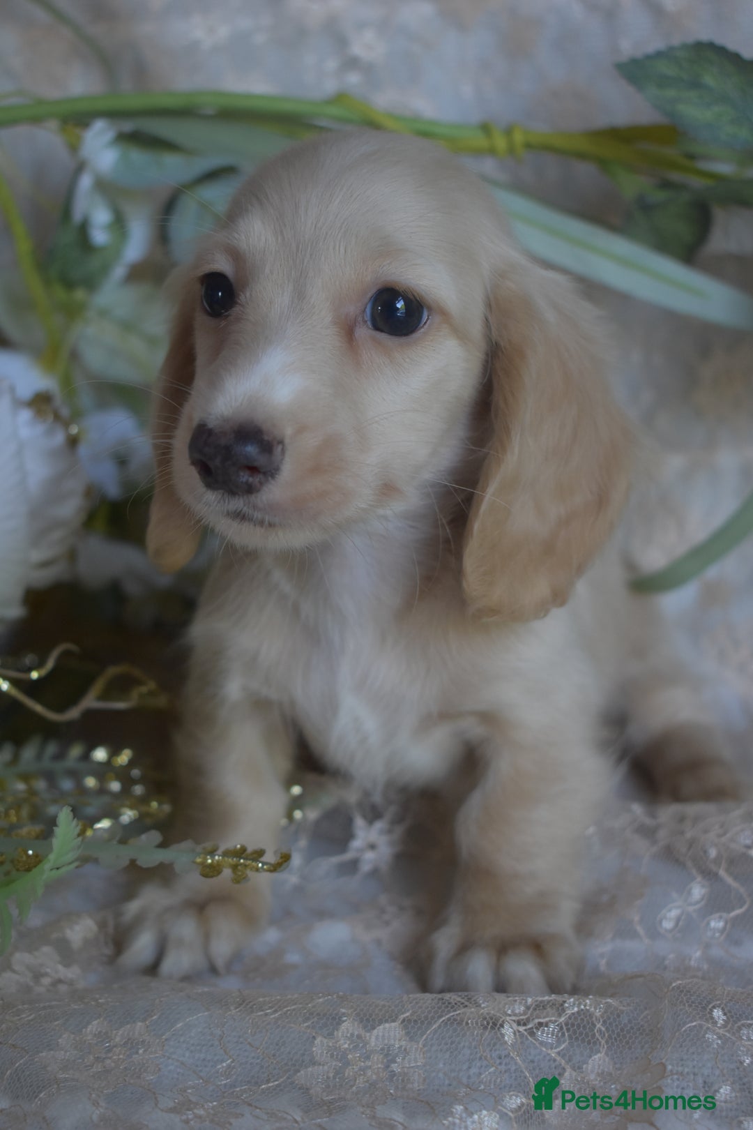 Miniature Dachshund dogs for sale: KC Long Coat Miniature Dachshund puppies - Image 1