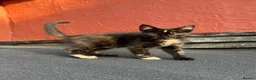 Mixed Breed cats for sale: 8 Beautiful Kittens Ready for Their New Homes - Advert 8