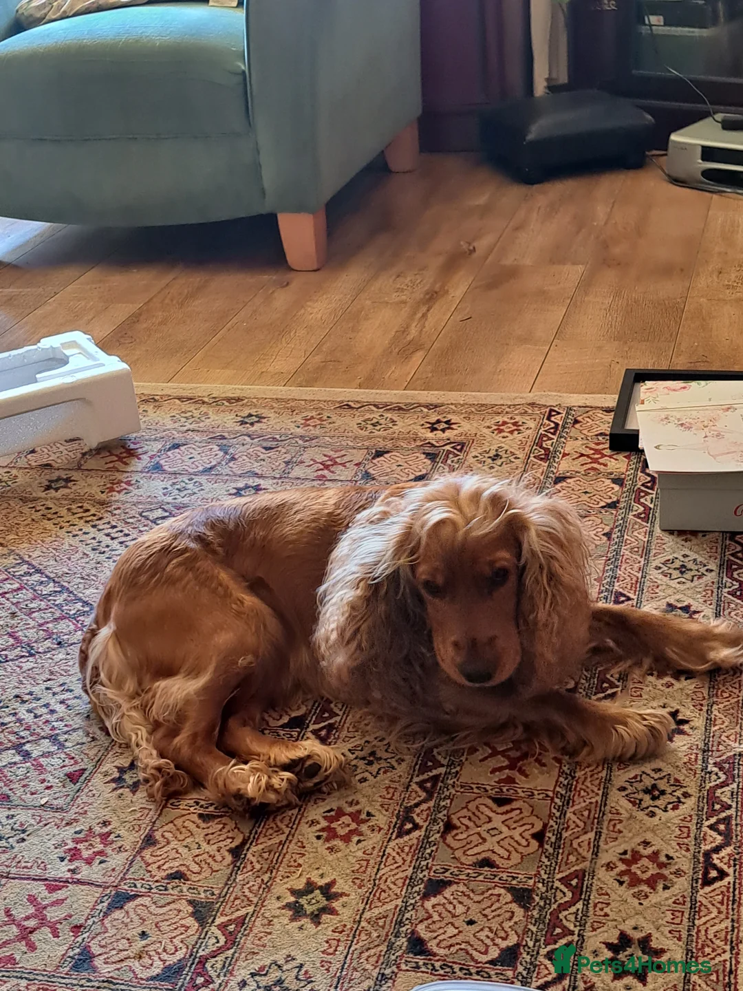 Cocker Spaniel dogs for stud: Looking for cocker spaniel stud - Advert 3