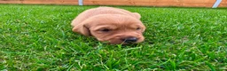 Goldador dogs for sale: Beautiful Golden Goldador Babies 🐾🐾🐾 - Advert 12
