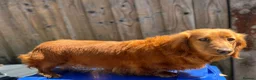 Miniature Dachshund dogs for sale: Female miniature daschund 3yrs - Advert 3