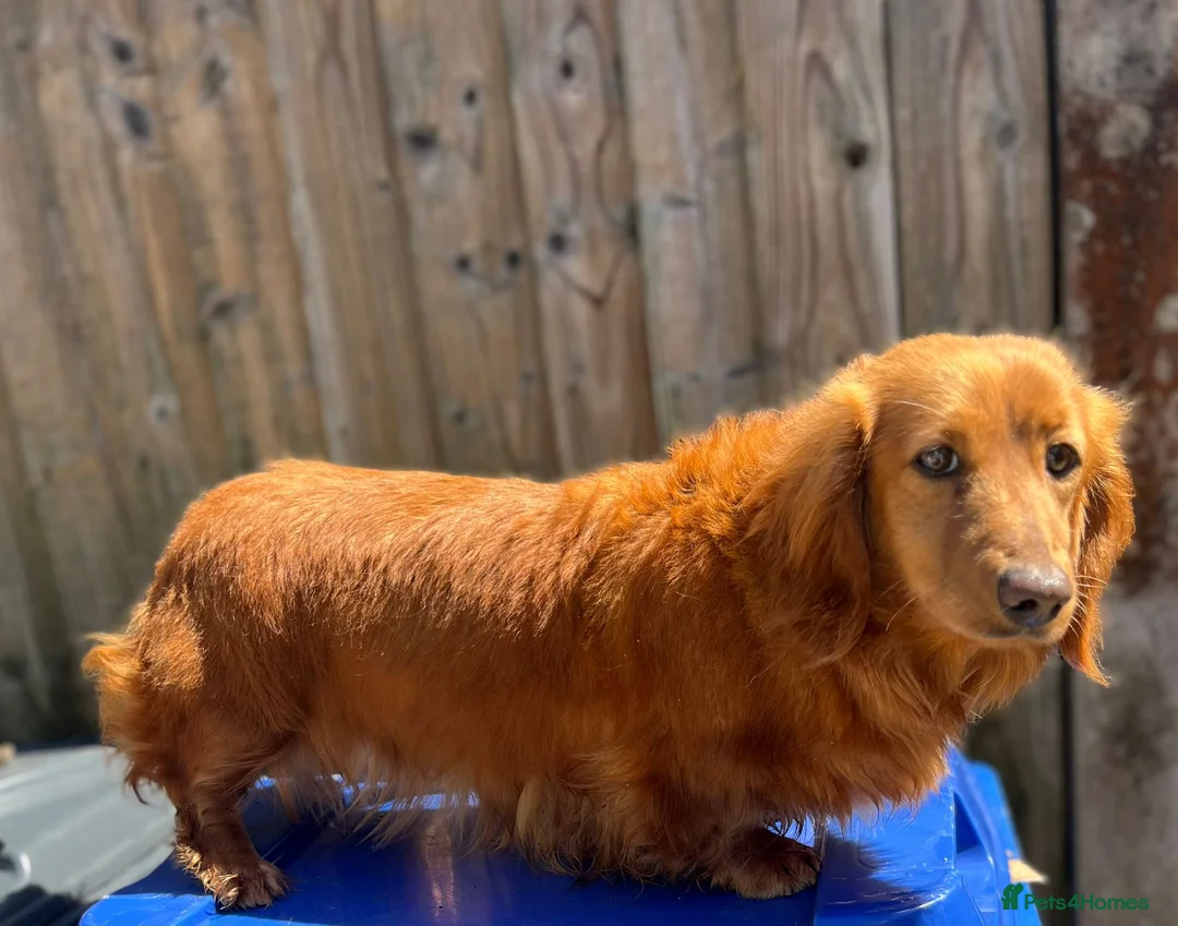 Miniature Dachshund dogs for sale: Female miniature daschund 3yrs - Advert 3