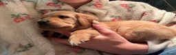 Labrador Retriever dogs for sale: Labrador puppies for sale ready now  - Advert 8