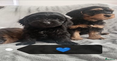 Cockapoo dogs - Advert 5