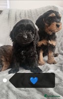 Cockapoo dogs - Advert 5