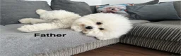 Bichon Frise dogs for sale: 2 Girls left 💕Pedigree Champion Bichon Frise  - Advert 30