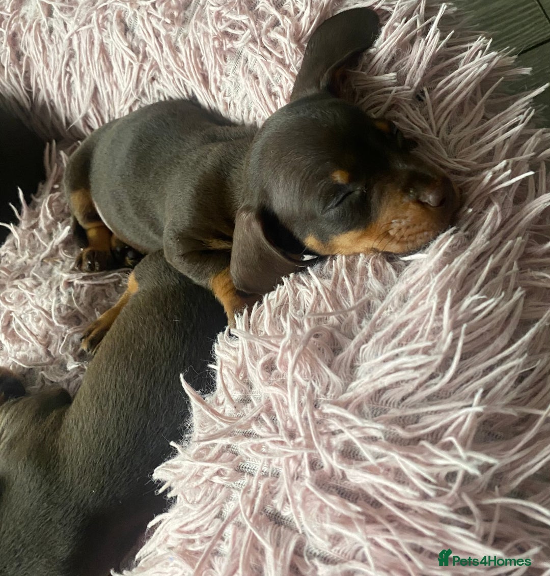 Dachshund dogs for sale: Minature dashounds boys  - Image 8