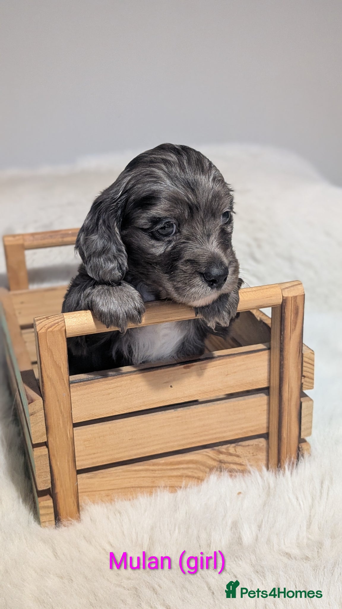Mixed Breed dogs Daxiepoo, dachshund/cockapoo . Beautiful puppies - Advert 14