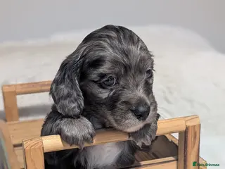 Mixed Breed dogs fluffy Daxiepoo, dachshund/cockapoo . Longhaired - Advert 1