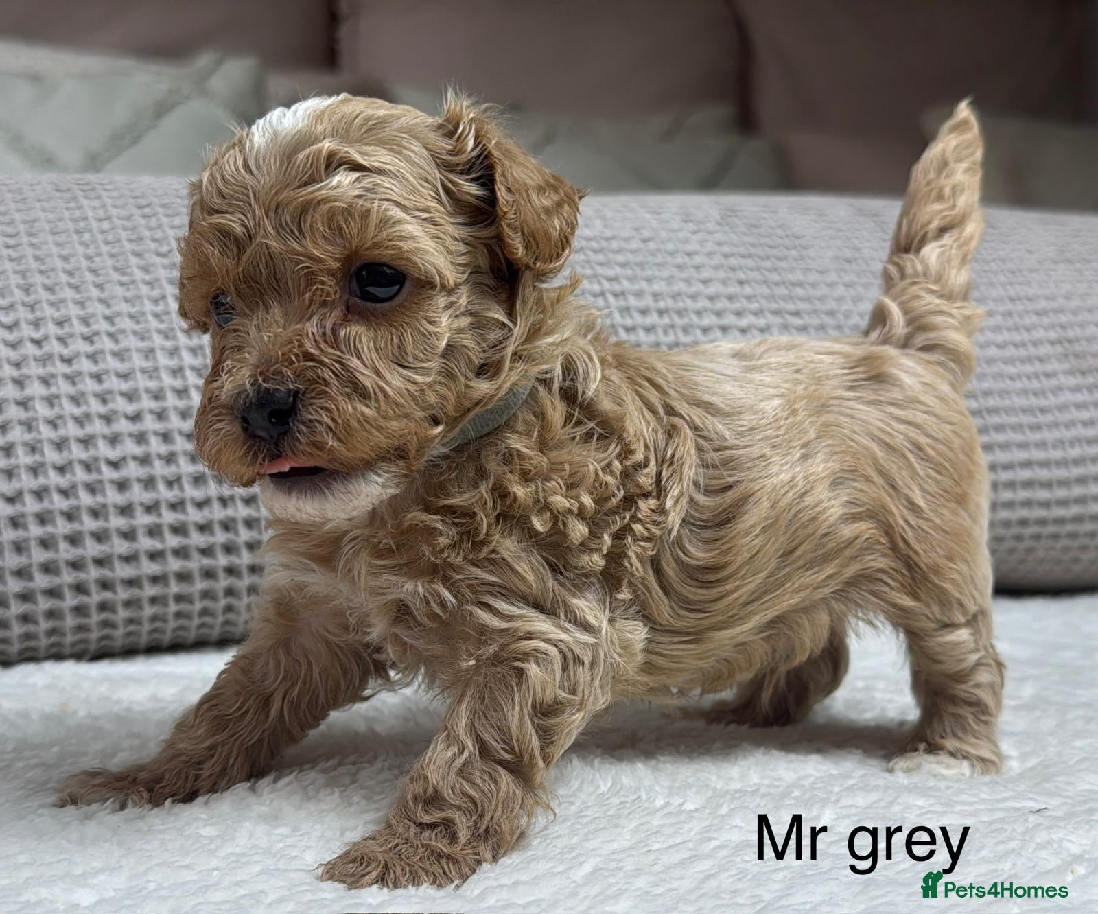 Maltipoo dogs SEE ALL OUR PUPPIES ON INSTA. OAKWELL RETRIEVERS  - Advert 2