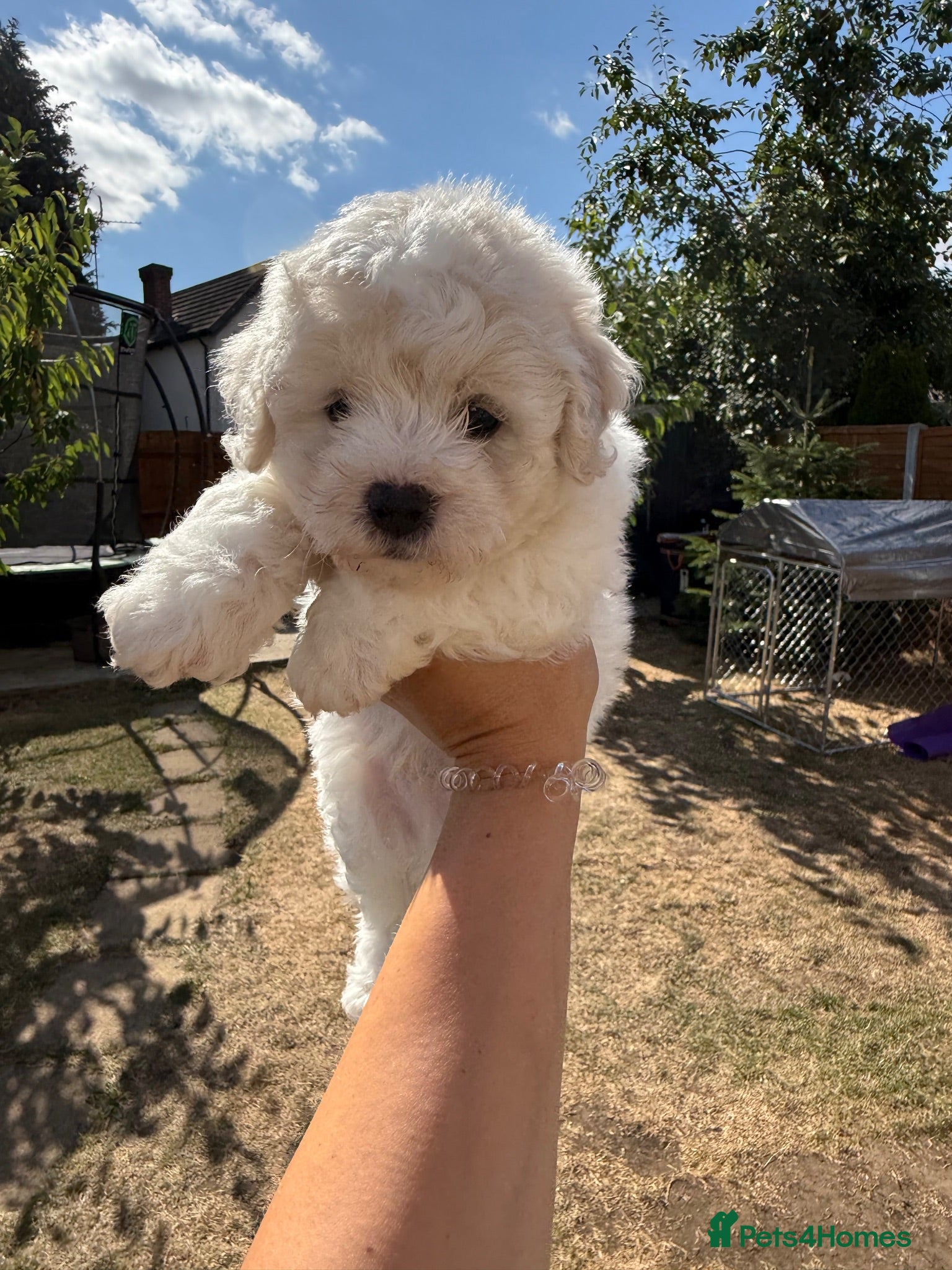 Bichon Frise dogs ☁️ Little Clouds Looking for Their Forever Home ☁️ - Advert 2