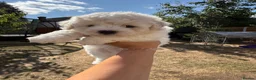 Bichon Frise dogs for sale: ☁️ Little Clouds Looking for Their Forever Home ☁️ - Advert 6